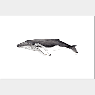 Humpback whale Posters and Art